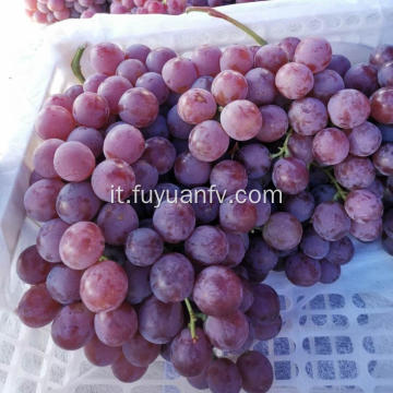 Red flower grape new crop purple skin